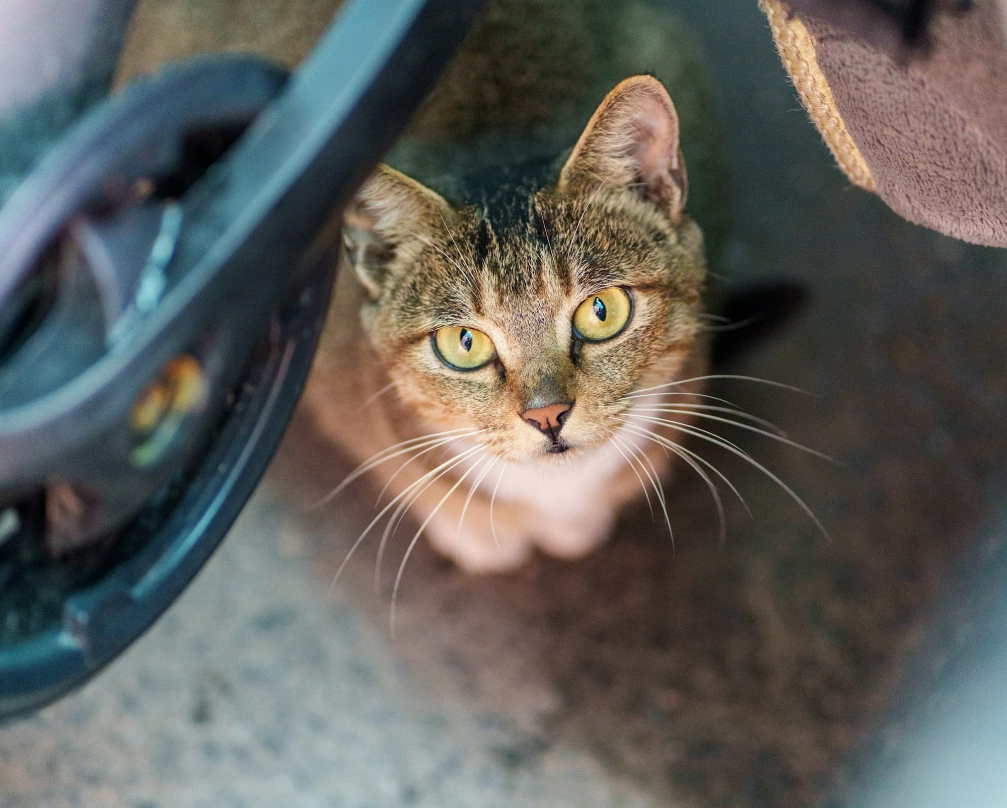a cat is looking up at the camera