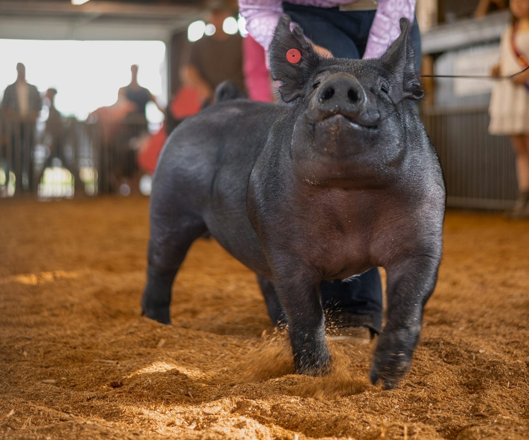 A woman standing next to a pig in a barn